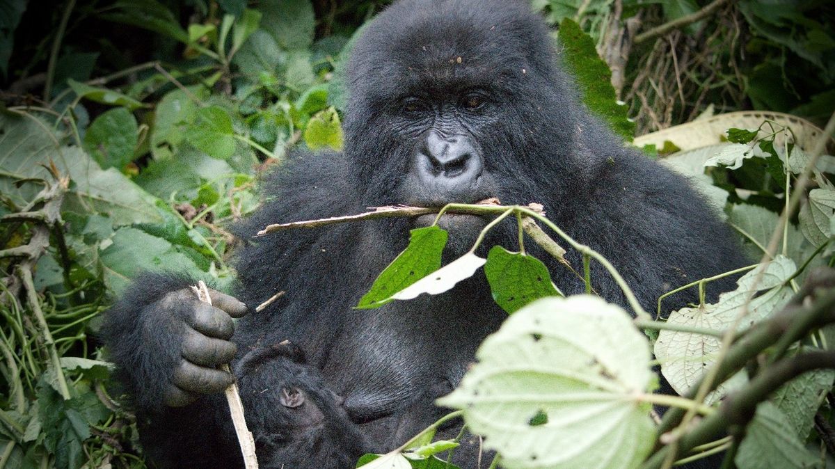 Většina goril horských žije bez problémů s tasemnicí